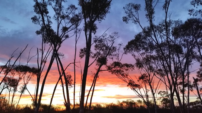 Poustinia Treetop Sunset
